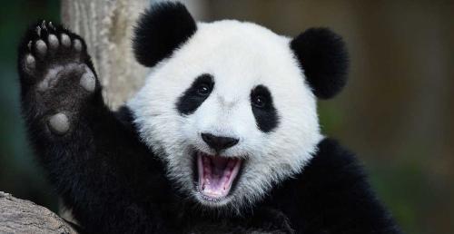 are-panda-bears-aggressive