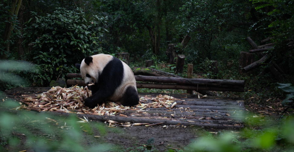 Panda is carnivore or omnivore