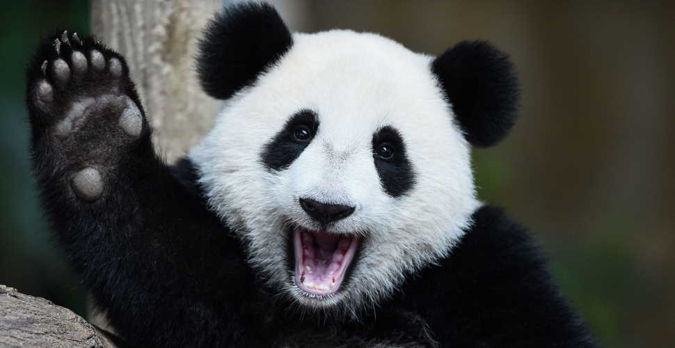 Les pandas sont-ils agressifs ?